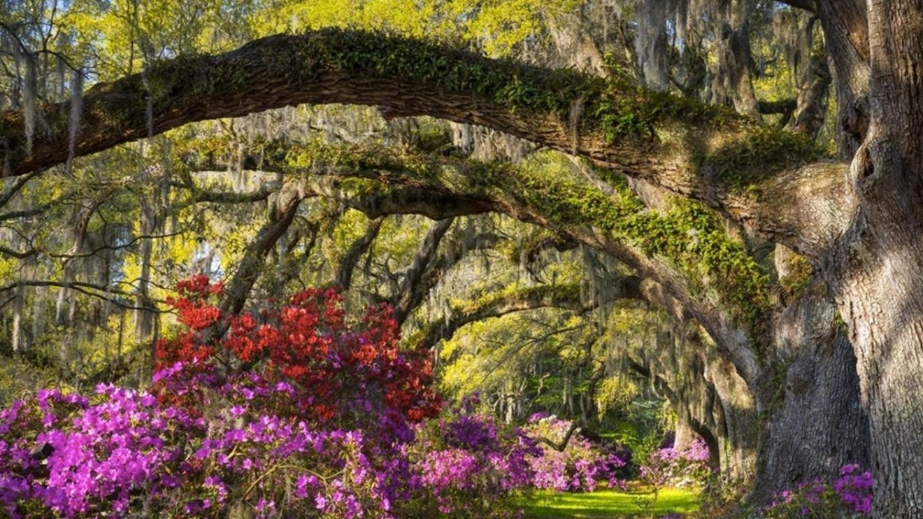 a tree with a flower on a plant