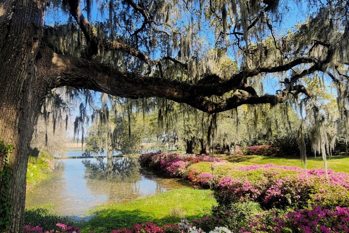 a close up of a flower garden