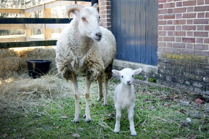 a sheep is standing in front of a building
