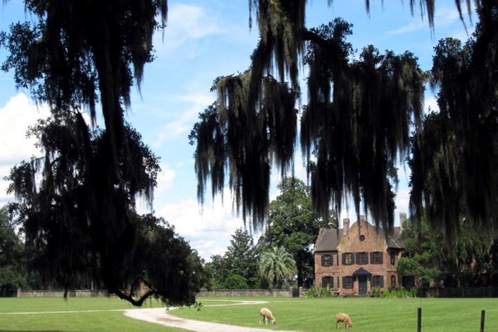 a large tree in a park